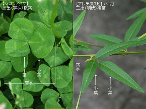 三出複葉植物 2005年 生肖